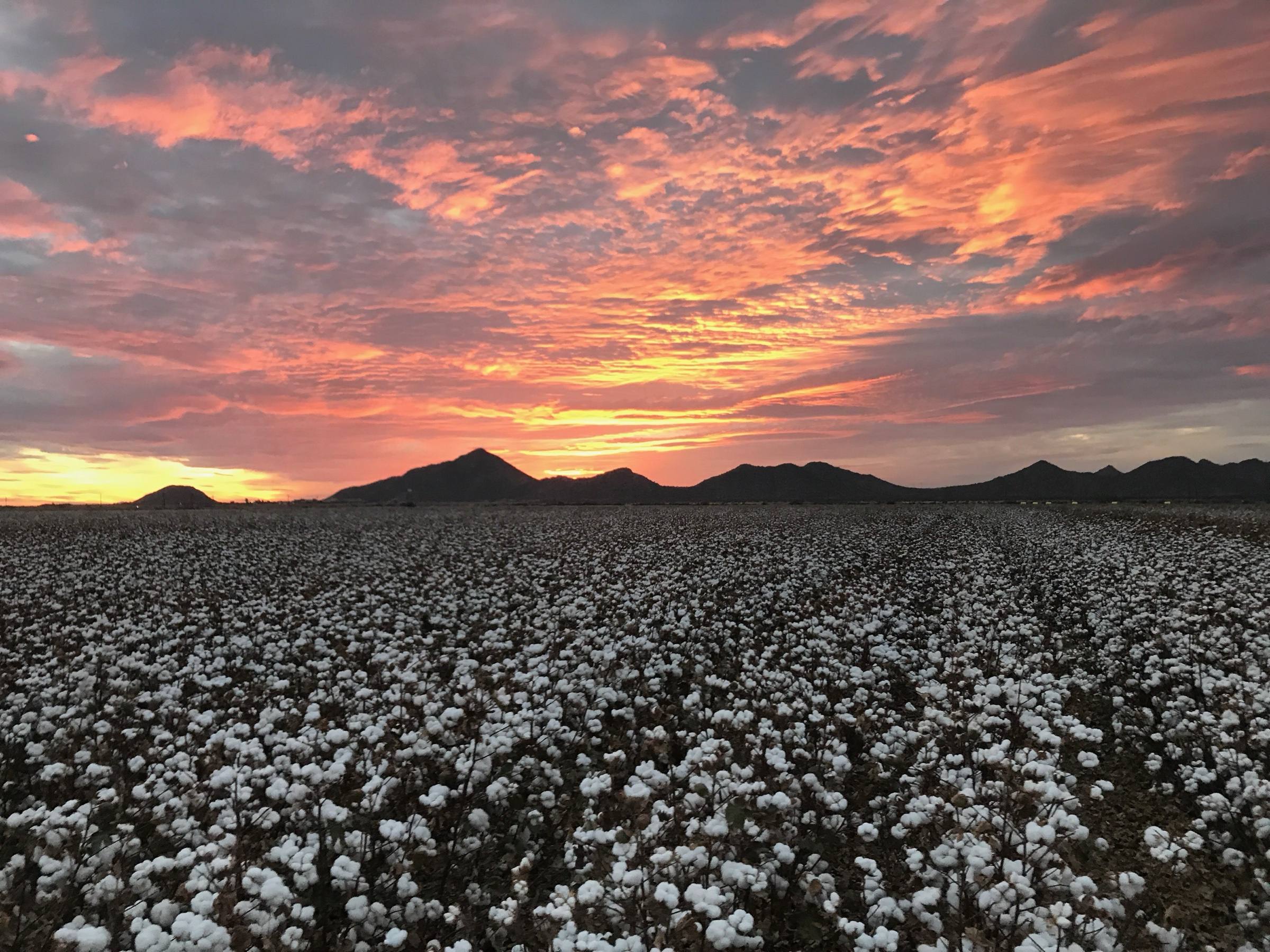 Lavoura de algodão com capulhos abertos ao entardecer, com montanhas no horizonte